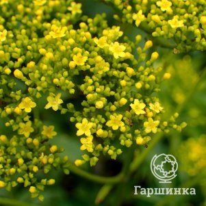 

Патриния скабиозолистная
