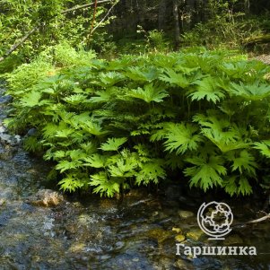 

Белокопытник татеваки