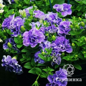 

Петуния вегетативная Тумбелина Мария