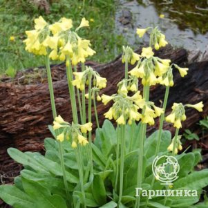 

Примула (Первоцвет) Флоринды