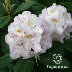 

Рододендрон гибридный Гомер Ватерер