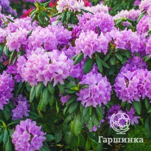 

Рододендрон Катевбинский Грандифлорум гибридный на штамбе 80 см