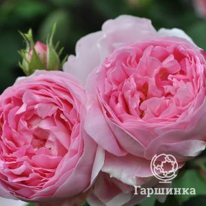 

Роза Констансе Ауструс
