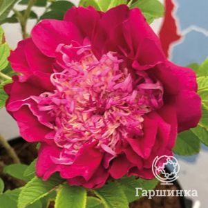 Роза ругоза Помпон Парфюм - фото 1