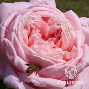 

Роза Амазинг Леди, Питомник роз Королева Роза