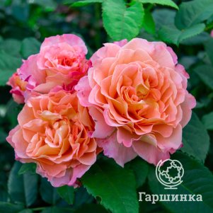 Роза Августа Луиза