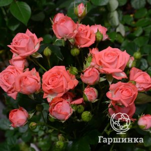 

Роза Барбадос