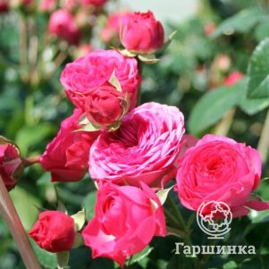 

Роза Канди Рокко, Питомник роз Королева Роза