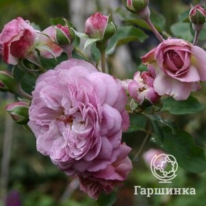 

Роза Флоренс Делаттре, Питомник Розы Фокино