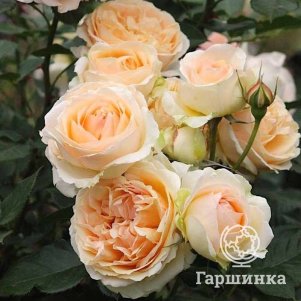 

Роза Женевьева Орси, Питомник Розы Фокино