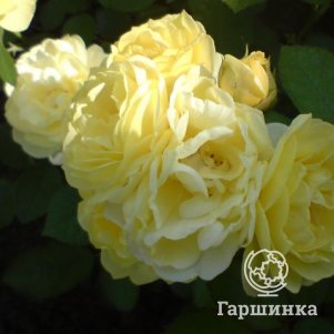 

Роза Голден Бордер/Комтесс ди Барри, Мейян