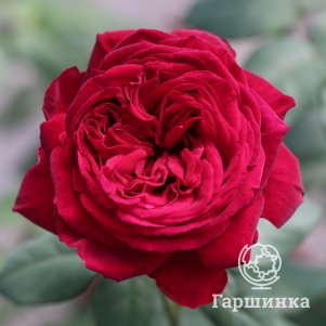 Роза Госпел чайно-гибридная, Тантау, цвет 11 см - фото 1