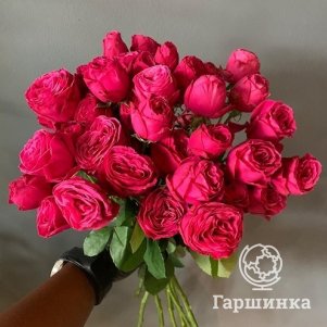 

Роза Хот Пинк Лейсоза