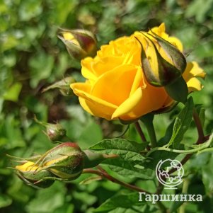 

Роза Керио чайно-гибридная