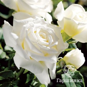 Роза Папа Иоанн Павел II, Питомник роз Королева Роза