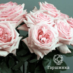 

Роза Пинк Охара чайно-гибридная