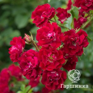 

Роза Рамблинг Роуз, Ворнер