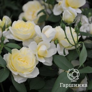 Роза Ванесса Белл кустарниковая