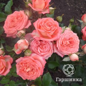 

Роза Барбадос,Питомник роз Фокиных