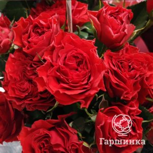 

Роза Белалинда Брик, Питомник роз