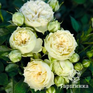 

Роза Бланшет, Питомник роз