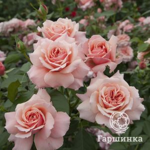 Роза Боттичелли, Мейян, цвет 10 см - фото 1