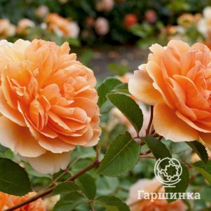 

Роза Дама Джуди Денч, Питомник Розы Фокино