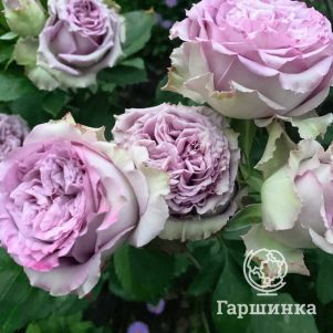 

Роза Дольчетто, Питомник роз