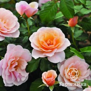 Роза Дрина Река - фото 1