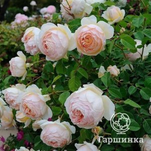 

Роза Джуд зе Обскур