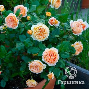 

Роза Джульетта, Питомник Розы Фокино