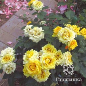 

Роза Еллоу Бейби