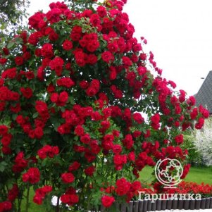 

Роза Фламентанц плетистая