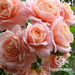 

Роза Гейша