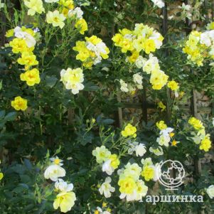 

Роза Голден Эйдж Климбинг, НИРП
