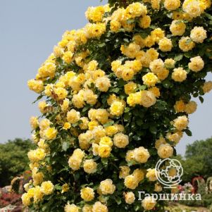 Роза Голдштерн плетистая, Тантау, цвет 10 см - фото 1