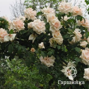 Роза Илзе Крон Супериор плетистая, Кордес