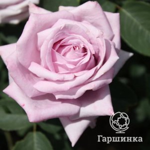 

Роза Индиголетта, Кордес