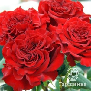

Роза Вантед, Питомник роз