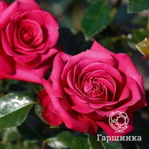 

Роза Хот Эксплорер, Питомник роз