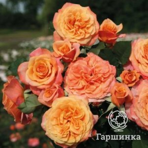 

Роза Ла Вилла Котта