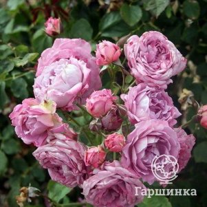 

Роза Лилак Топаз