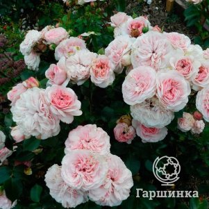 Роза Мария Тереза флорибунда, Тантау