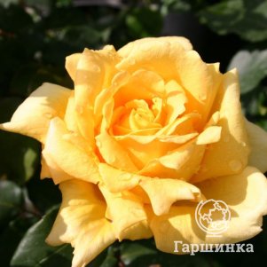 

Роза Марко Поло чайно-гибридная, Imperial Rose