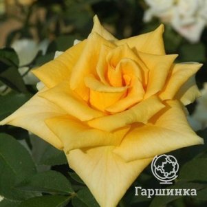 Роза Марко Поло чайно-гибридная