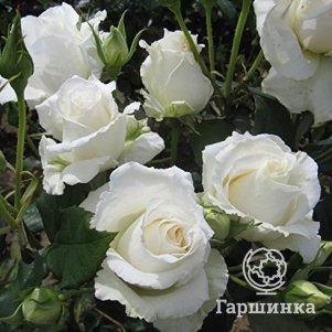 Роза Маунт Аоранги