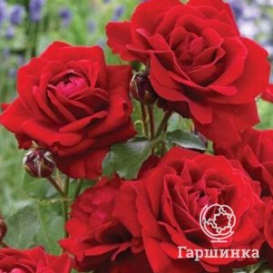 

Роза Морава Река