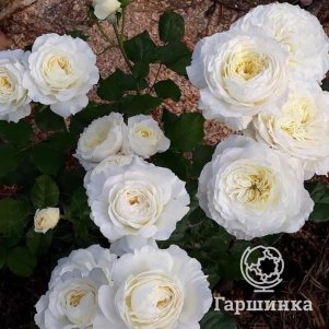 

Роза Патиенс, Питомник роз