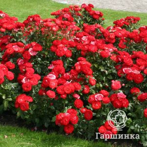 

Роза Плантен Ун Блюмен флорибунда, Кордес