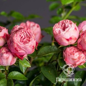 

Роза Плейфул Рококо
